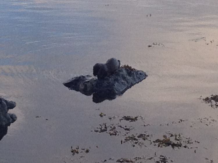 A Sea Otter pops out for breakfast