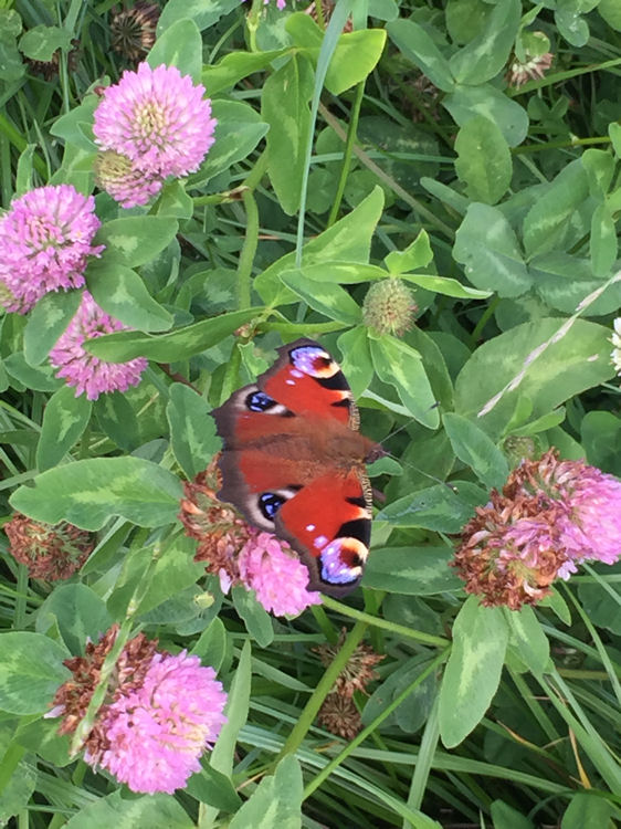 Peacock butterfly in the meadow inside Norton Camp